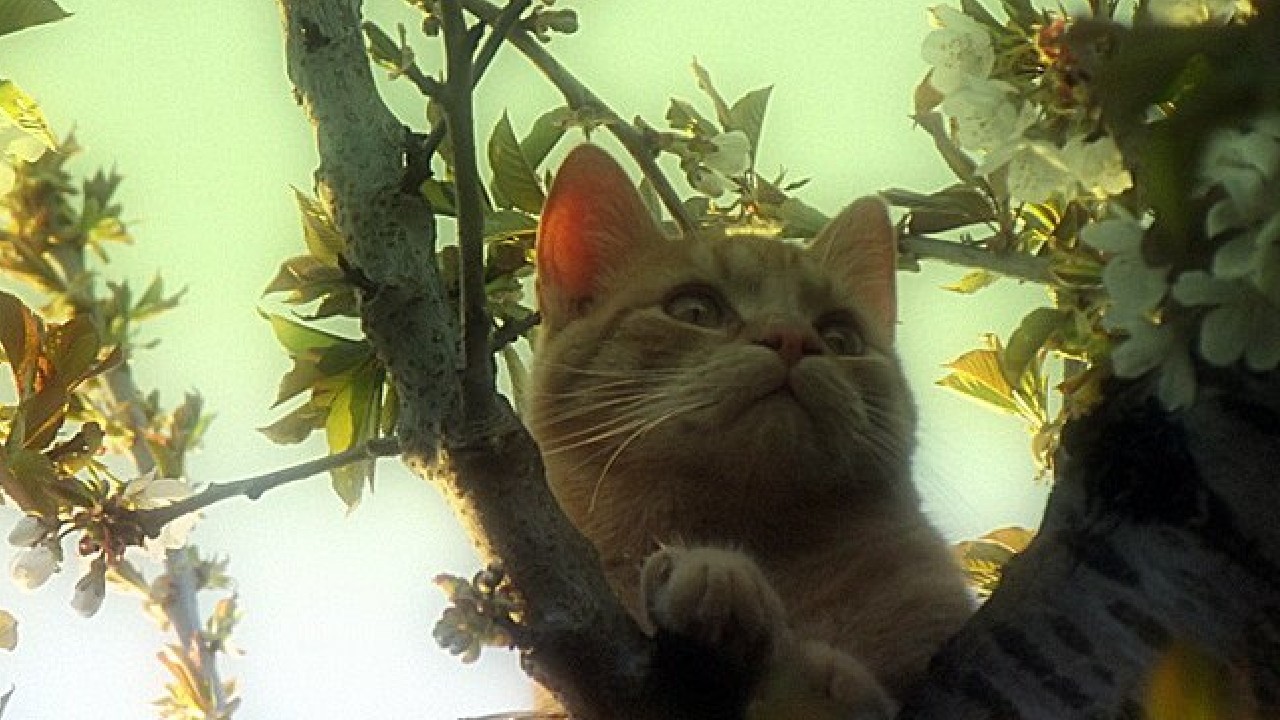 BB Chat