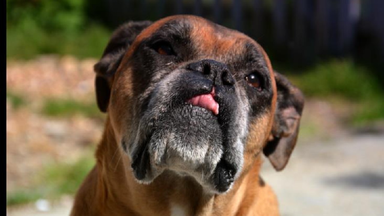 Boxer