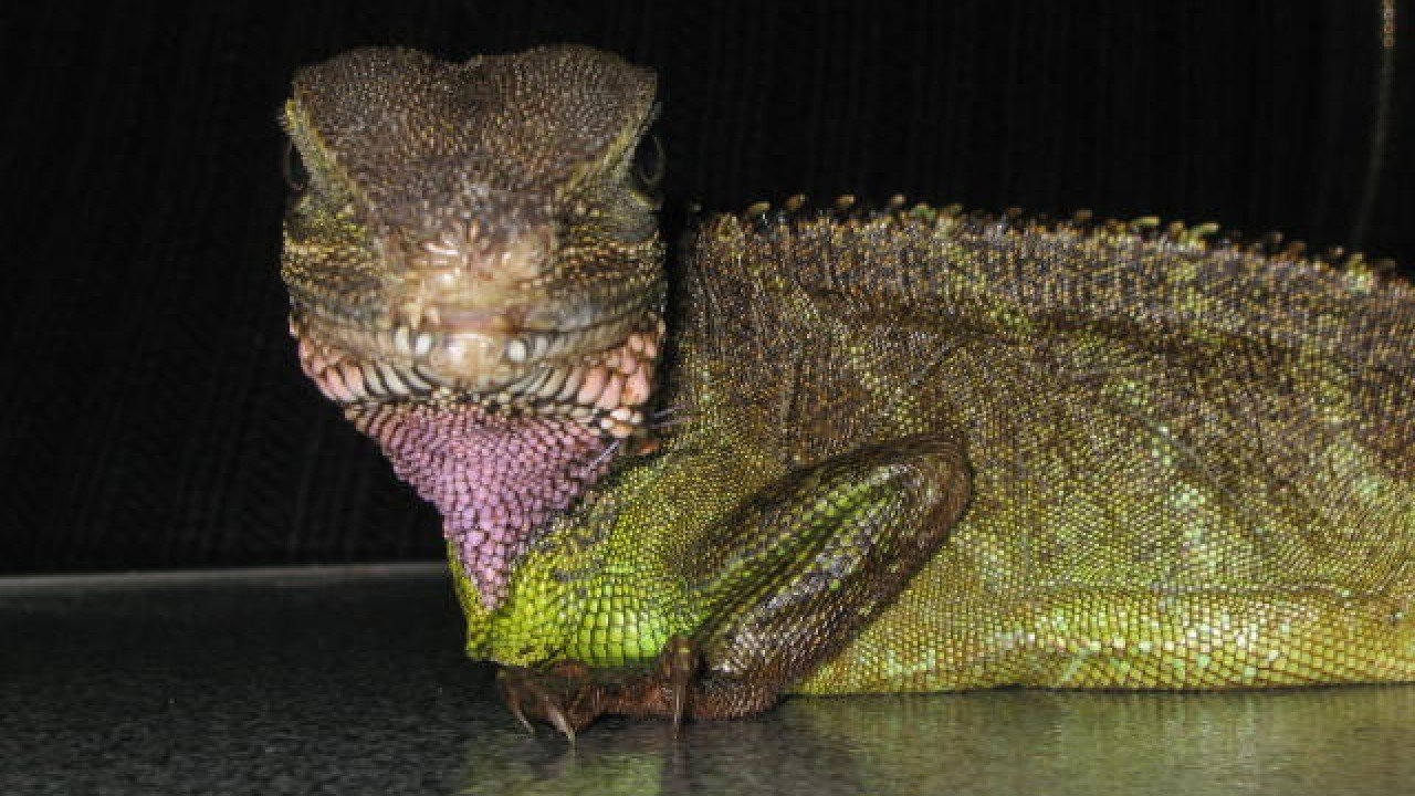 Physignathus